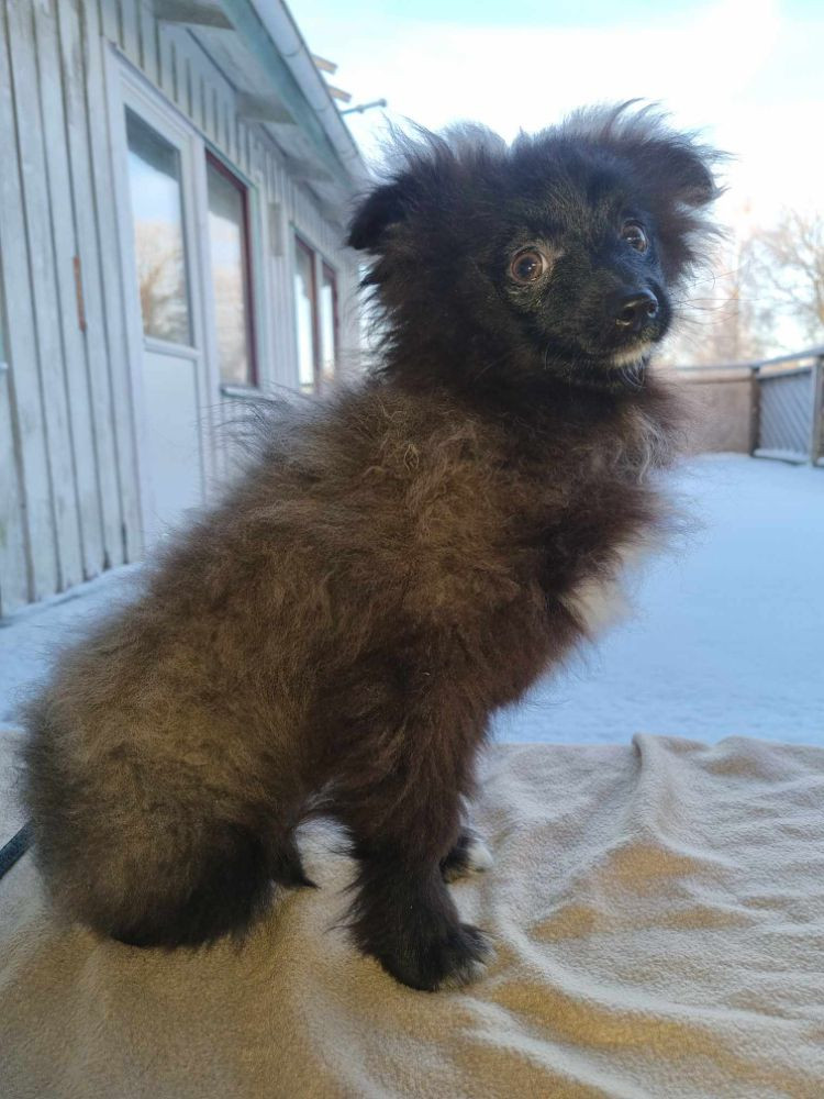 Tyskmittel/tysk kline spets