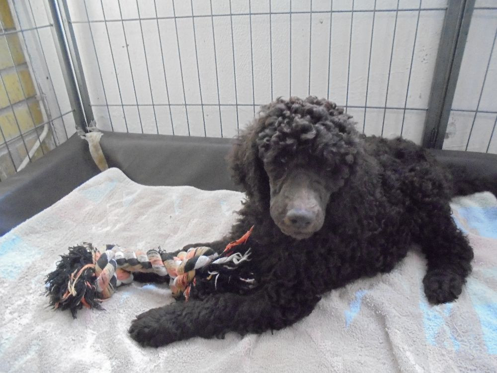 Standard Poodle