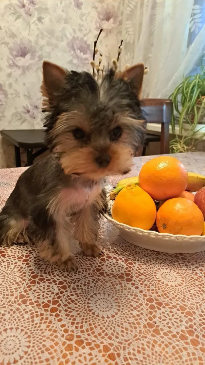Yorkshire Terrier