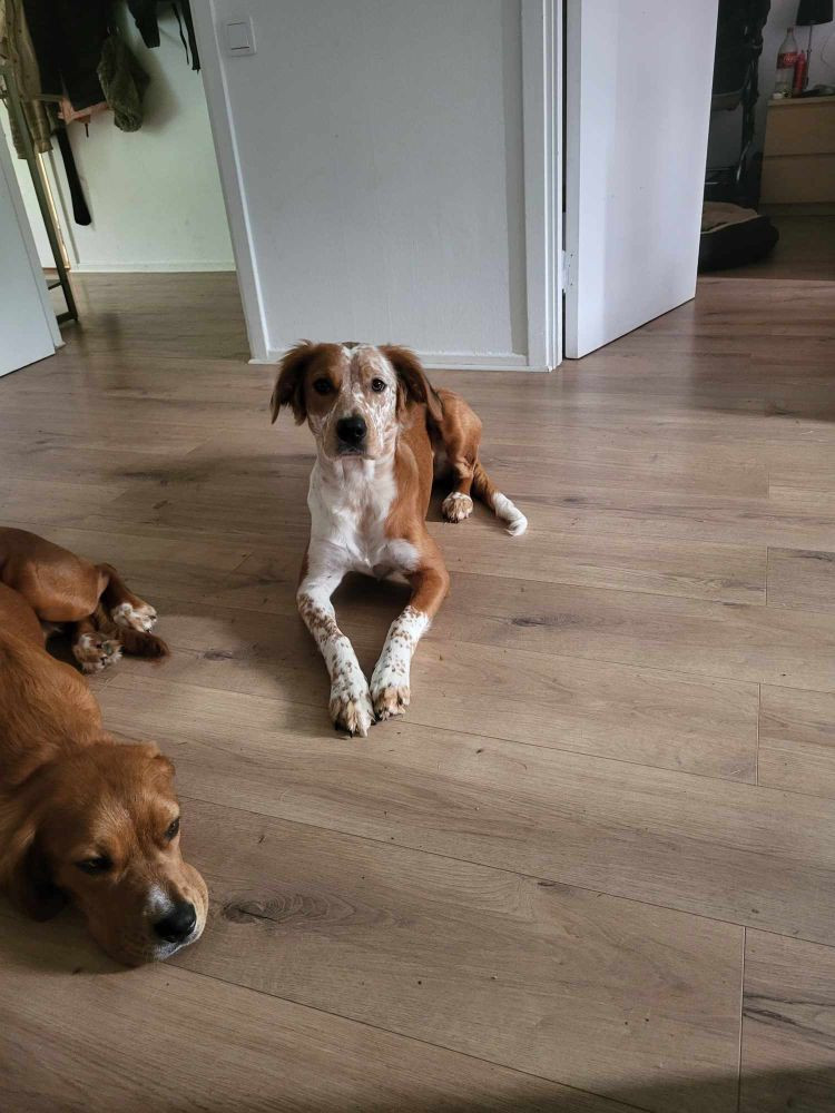 Amstaff labrador pointer