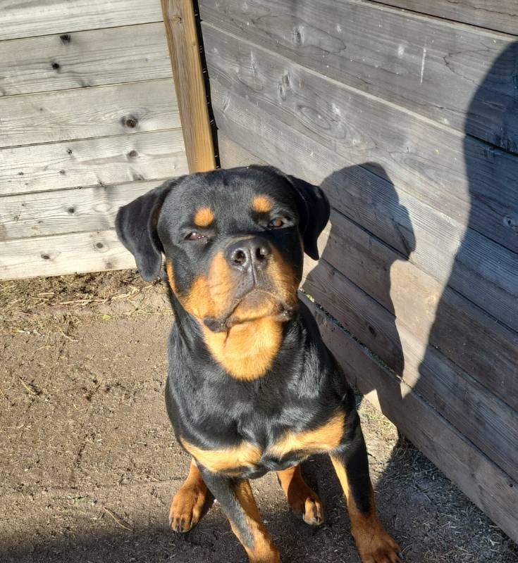 Rottweiler