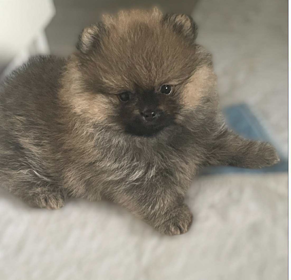 Adorable Plush