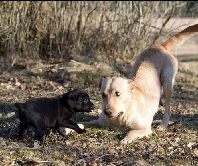 Labrador retriever