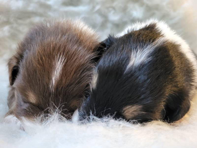 Australian Shepherd