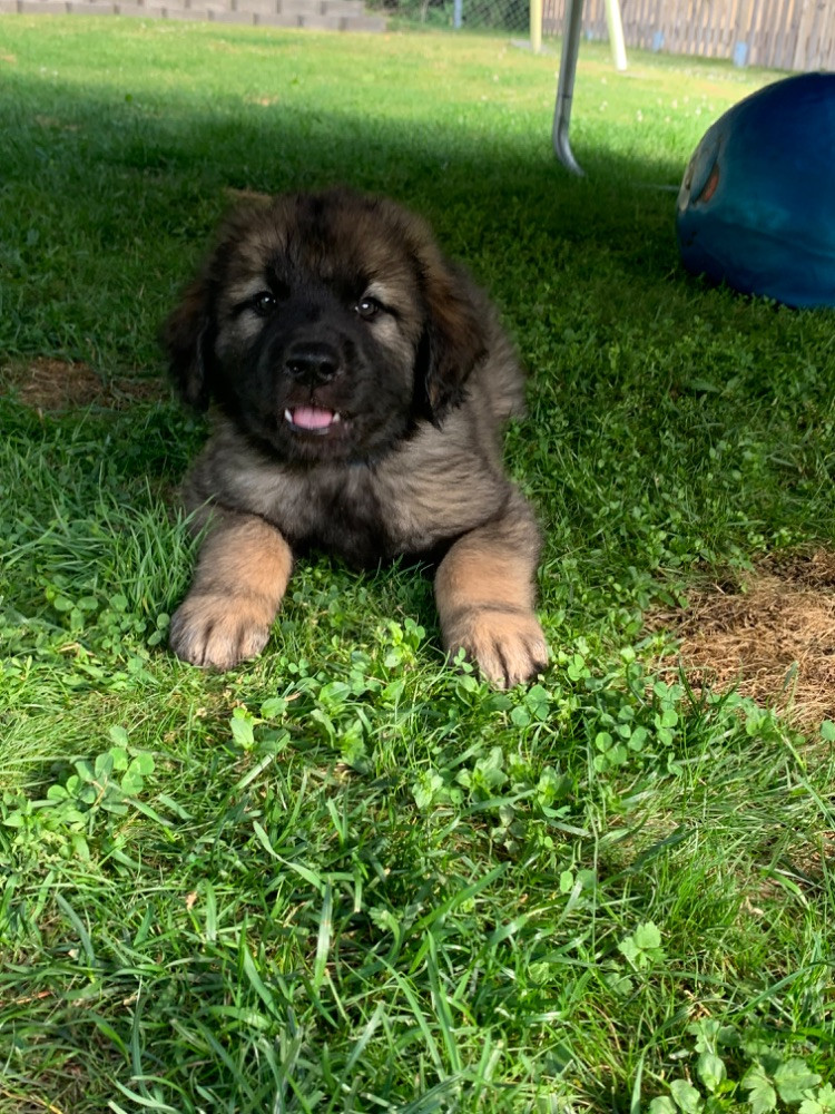 Leonberger
