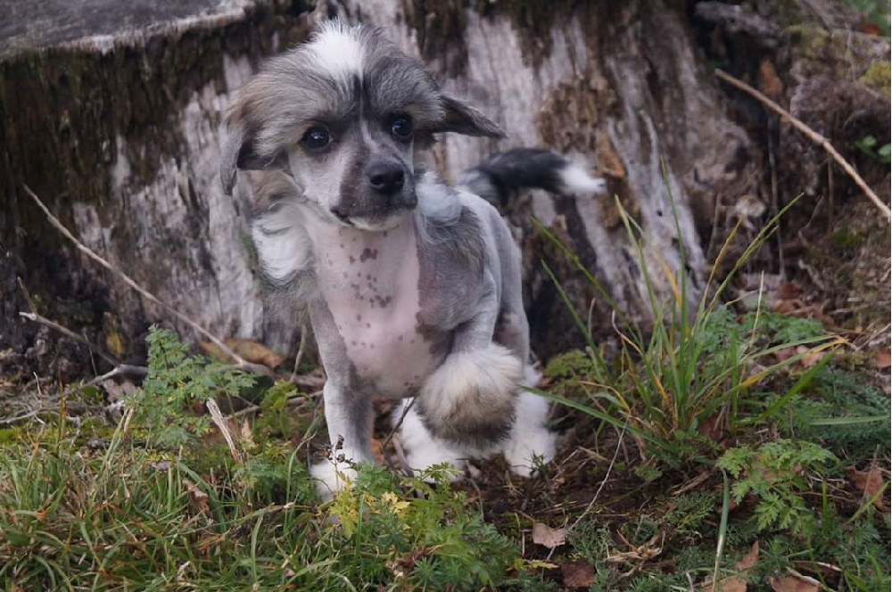 Chinese Crested Dog