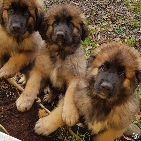Leonberger