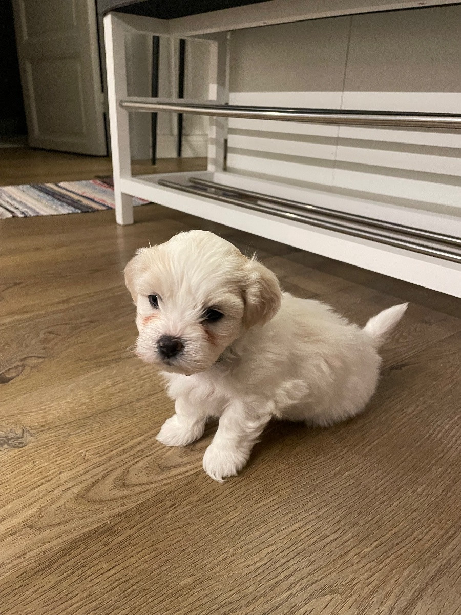 Maltes/Lhasa Apso/ Tibitansk spaniel · 2025-11-06 · Umeå · Susanne K.