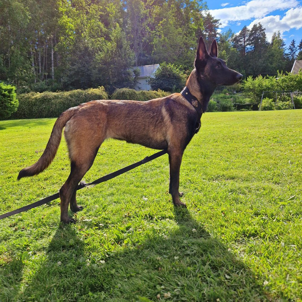 Belgian Malinois