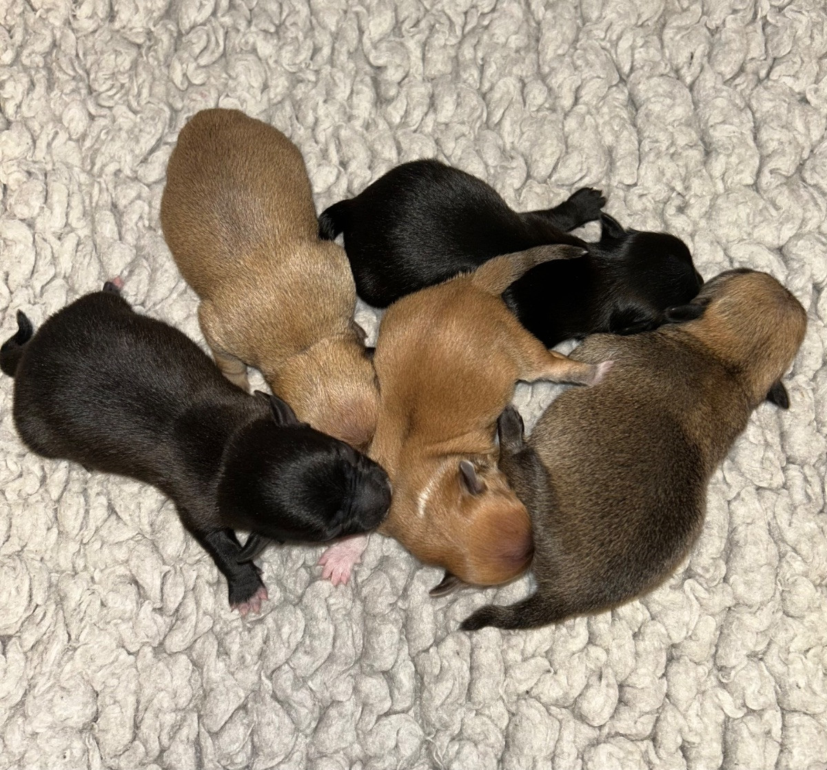 Chihuahua