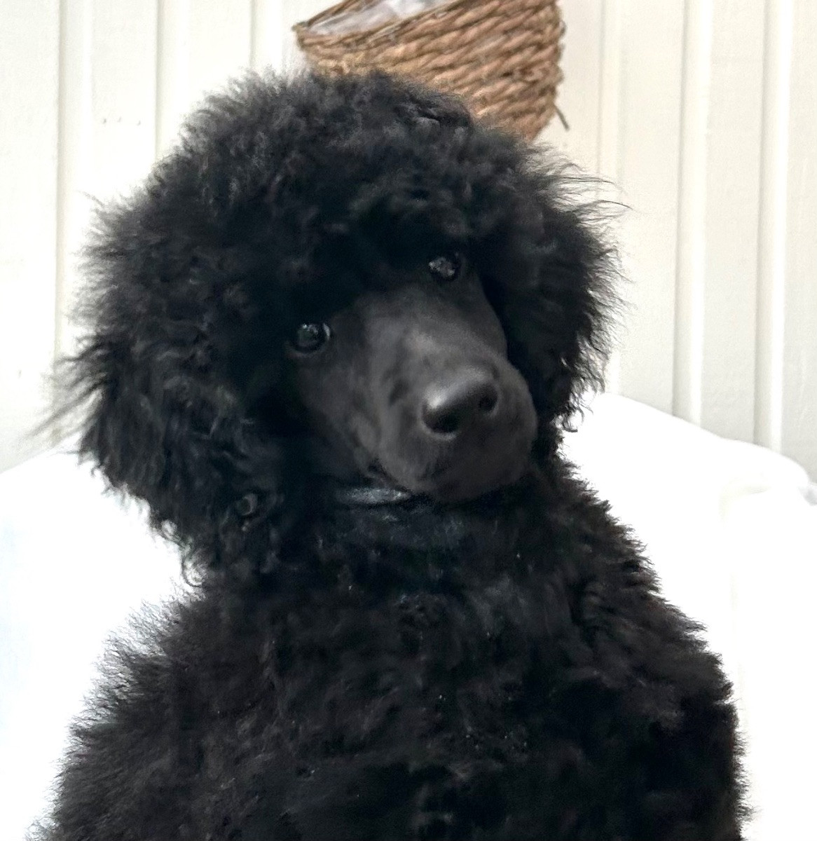 Caniche Noir