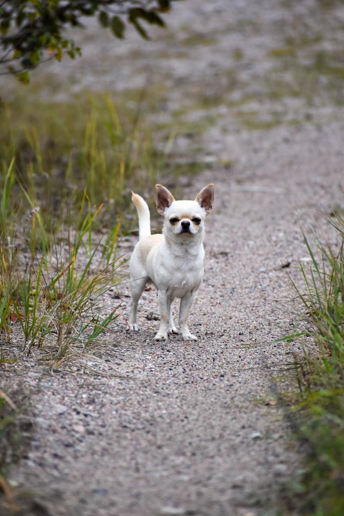 Chihuahua