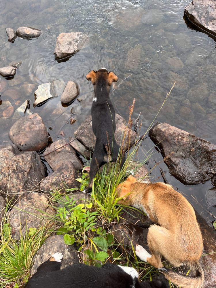 Dansk Svensk Gårdshund - Alaskan Husky