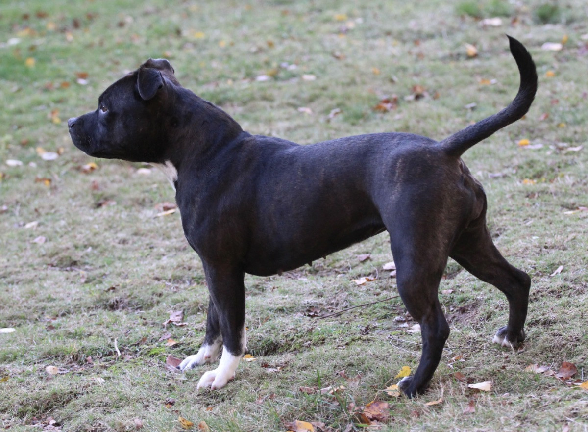Tattmans kennel
