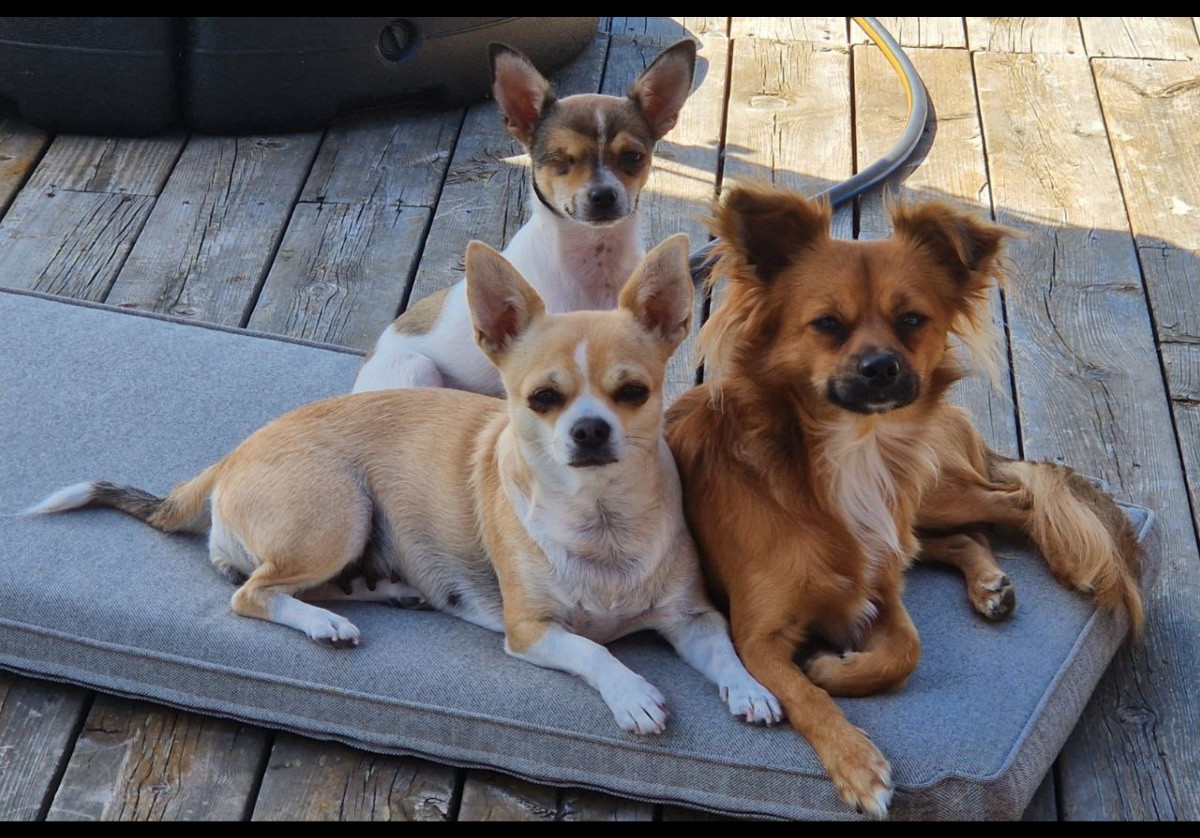 Chihuahua/Papillon · 2025-11-03 · Sandöverken · Carina B.