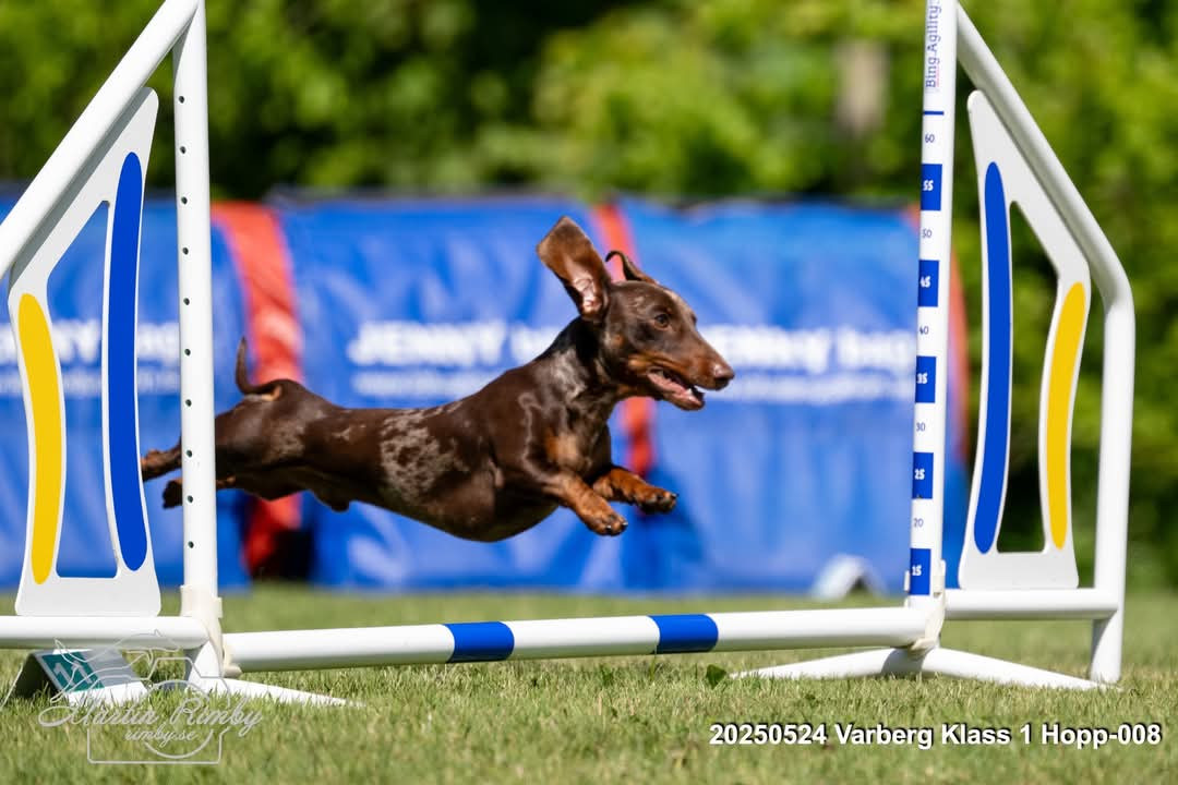 SE43363/2023 Your Choice Vanlife Zacco