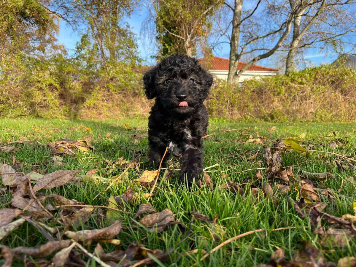 Maltipoo · 2025-09-07 · Mörbylånga · Dmytro K.