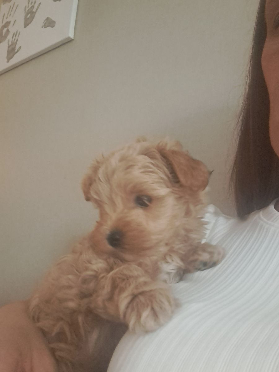 Maltipoo