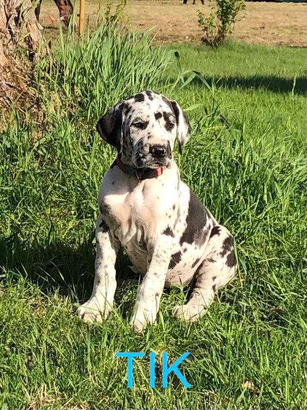 Great Dane (Grand danois)