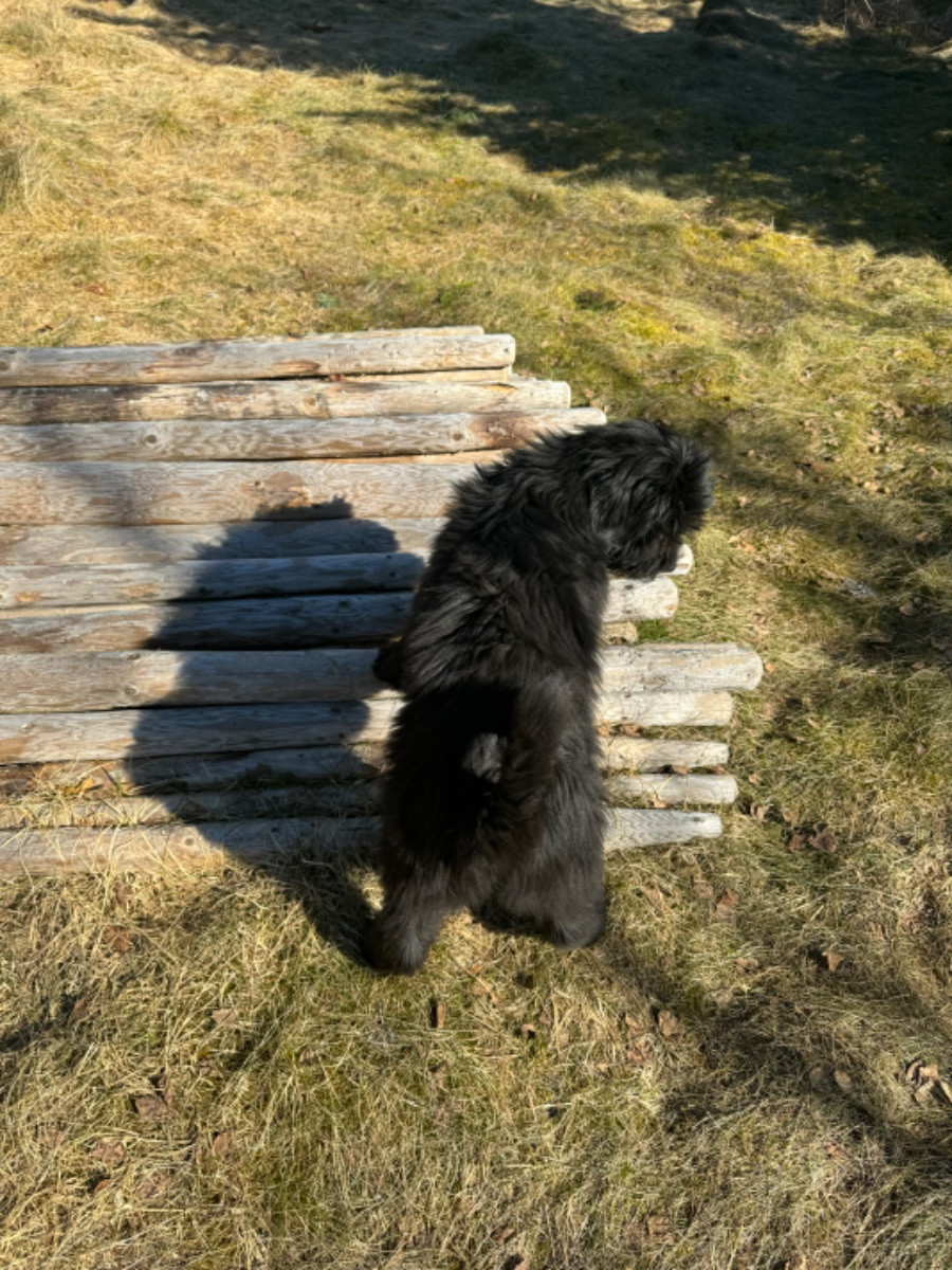 Isadoras Pudel och Cockerpoo