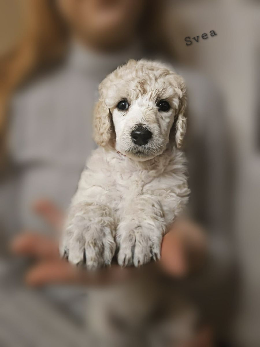 Standard Poodle