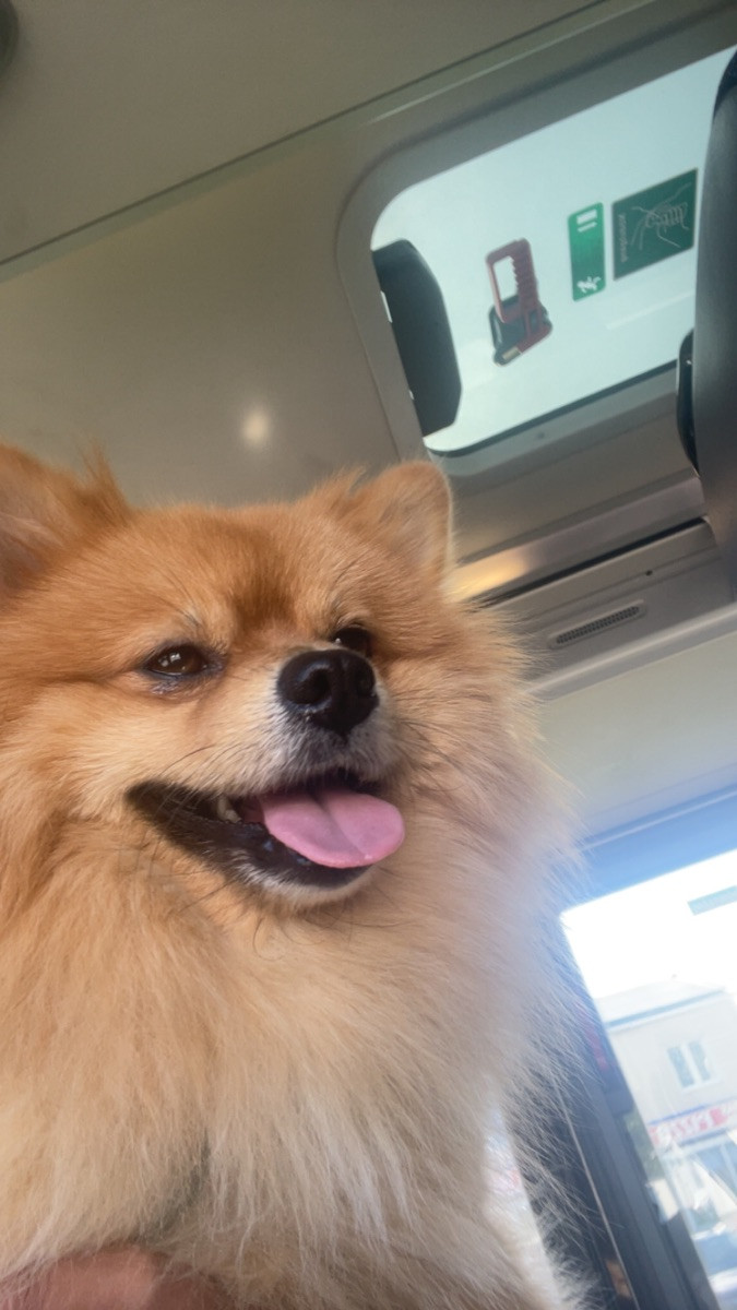 Pomeranian