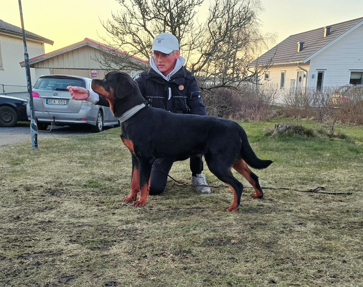 Levarotto's kennel
