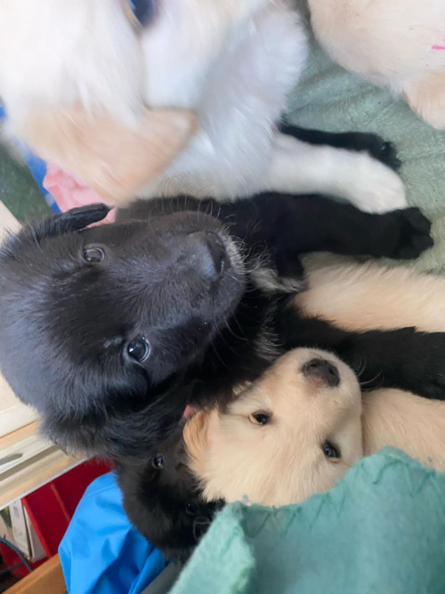 Golden Retriever, border Collie