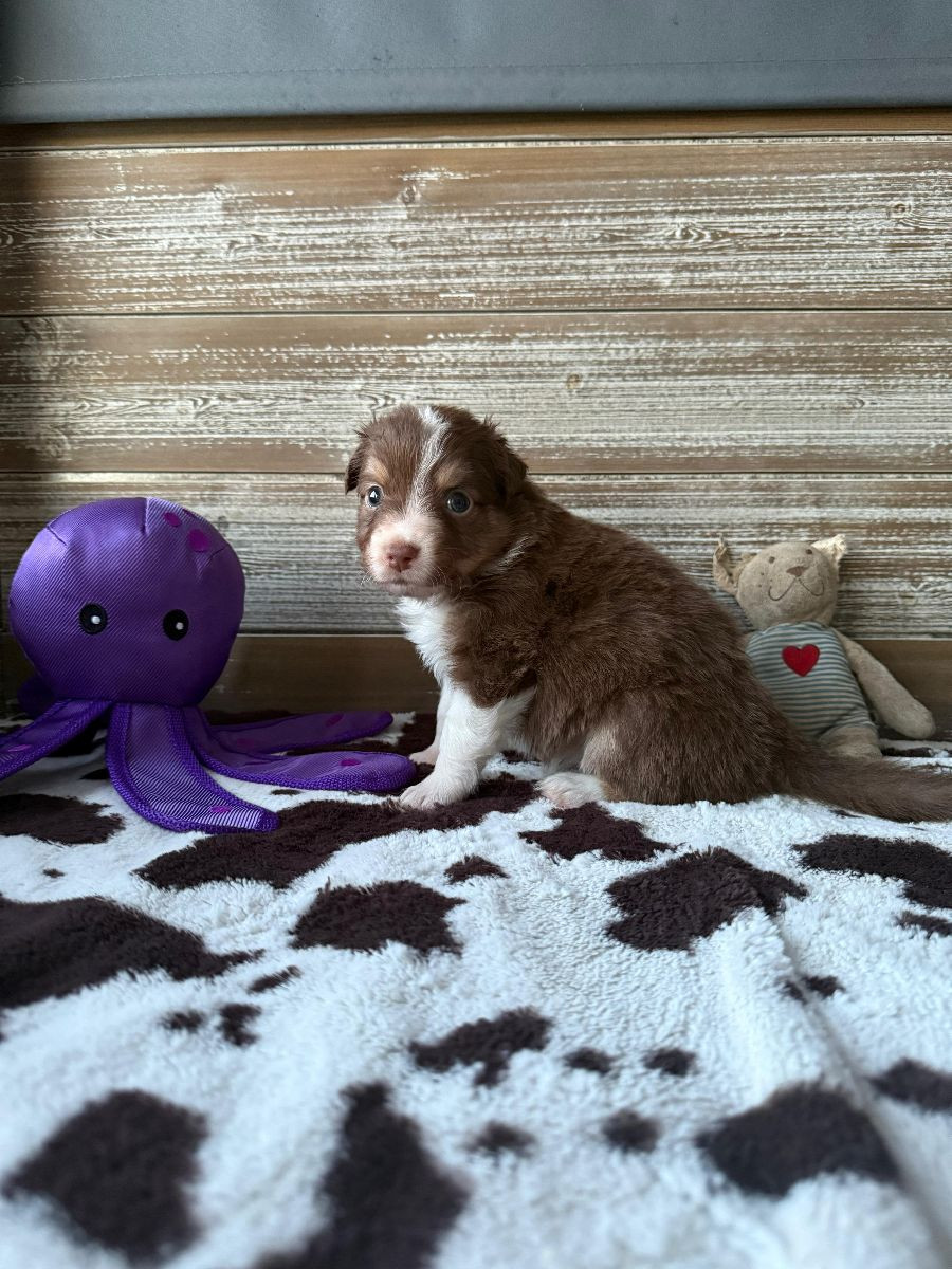Aussie Bio Gård