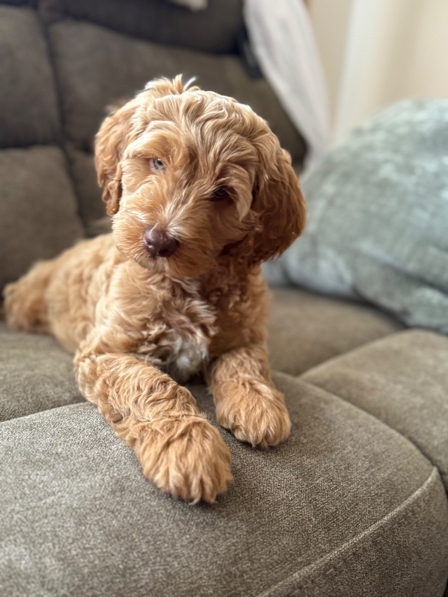 Labradoodle