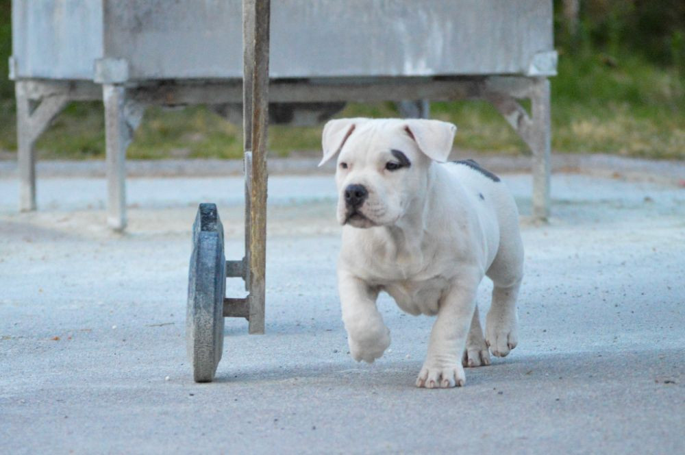 Redhouse Bully