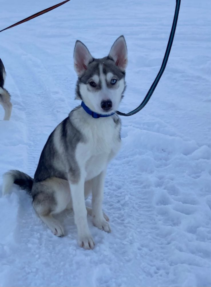 Frostfjället's kennel