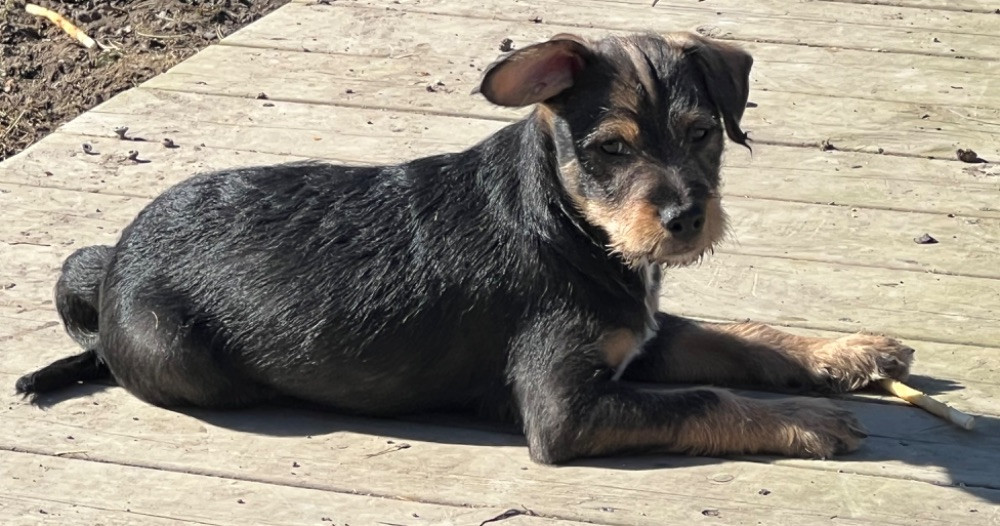 Xoloitzcuintle