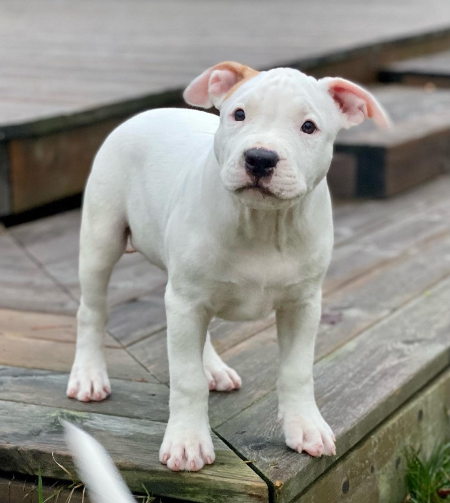 American Staffordshire Terrier