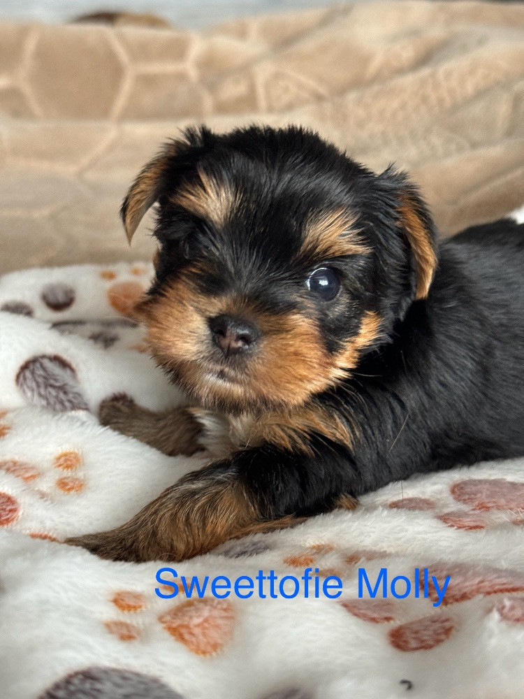 Sweettofie