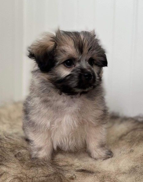 Busty slut Feniks Marie beradi minat va sikiklari bir yigit