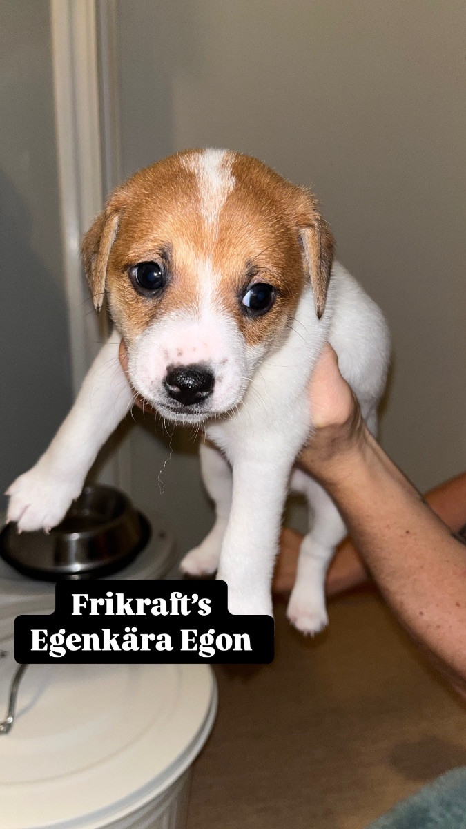 Danish Swedish Farmdog