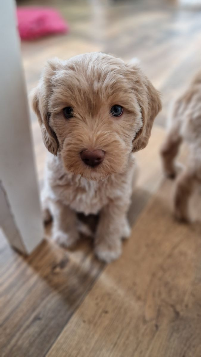 Lyckornaslabradoodle
