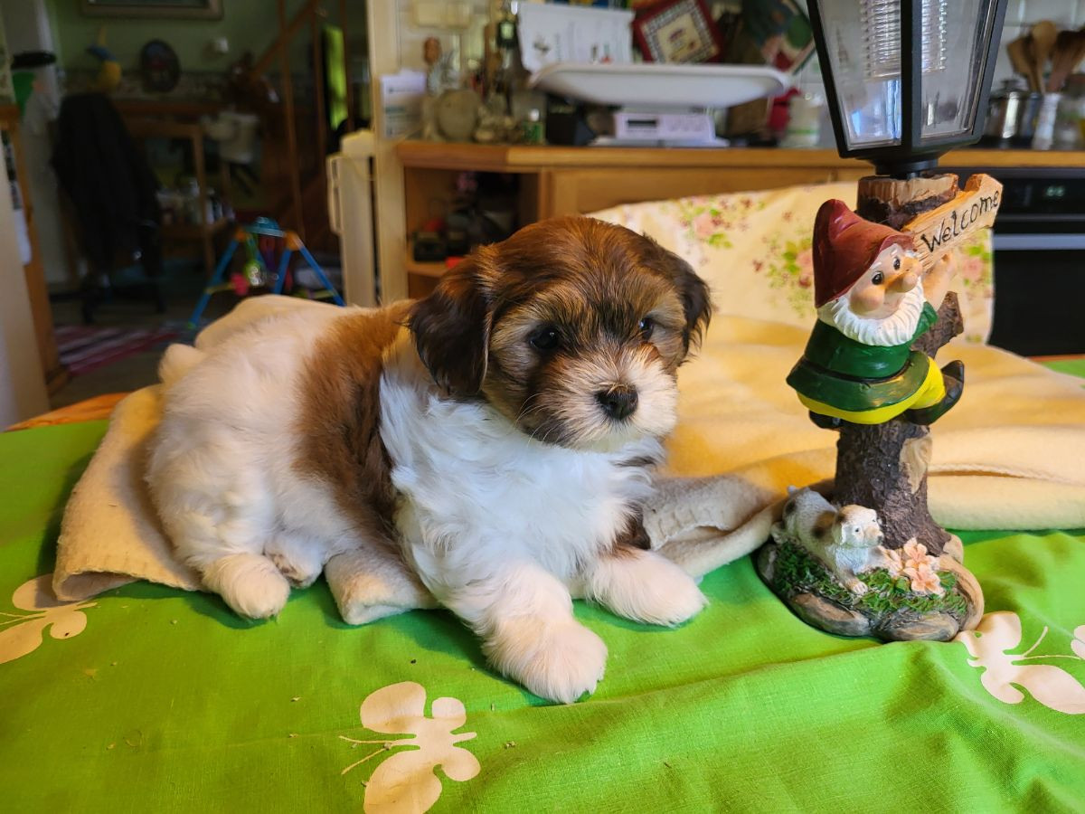 Havanese