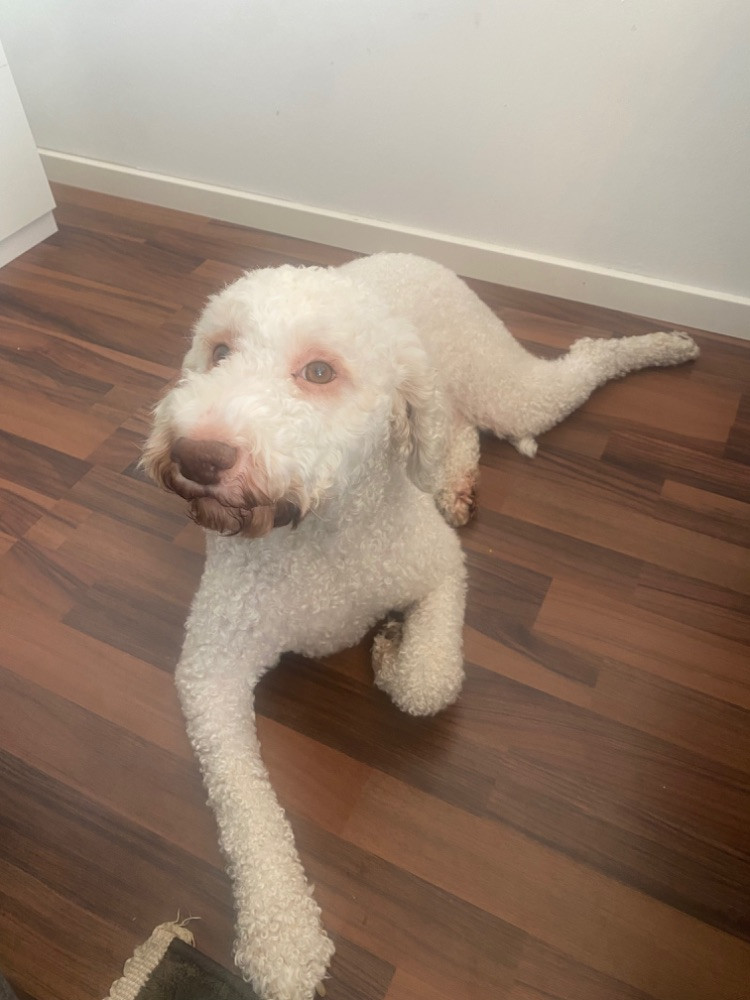 Lagotto Romagnolo