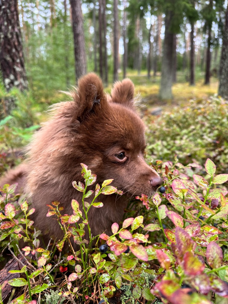 Pomchi