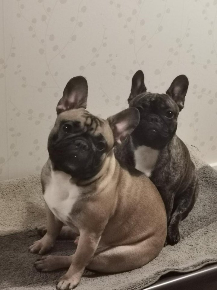 Los Dinegro's kennel