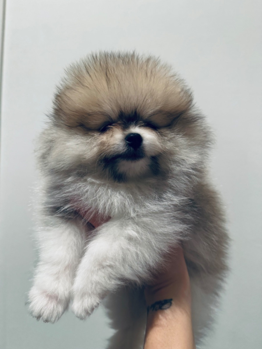 Pomeranian