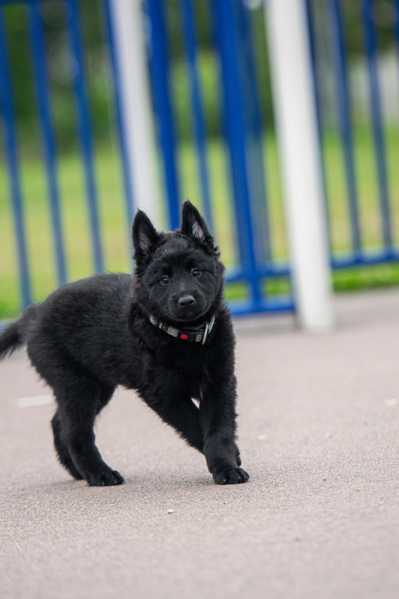 Belgisk vallhund – Groenendael