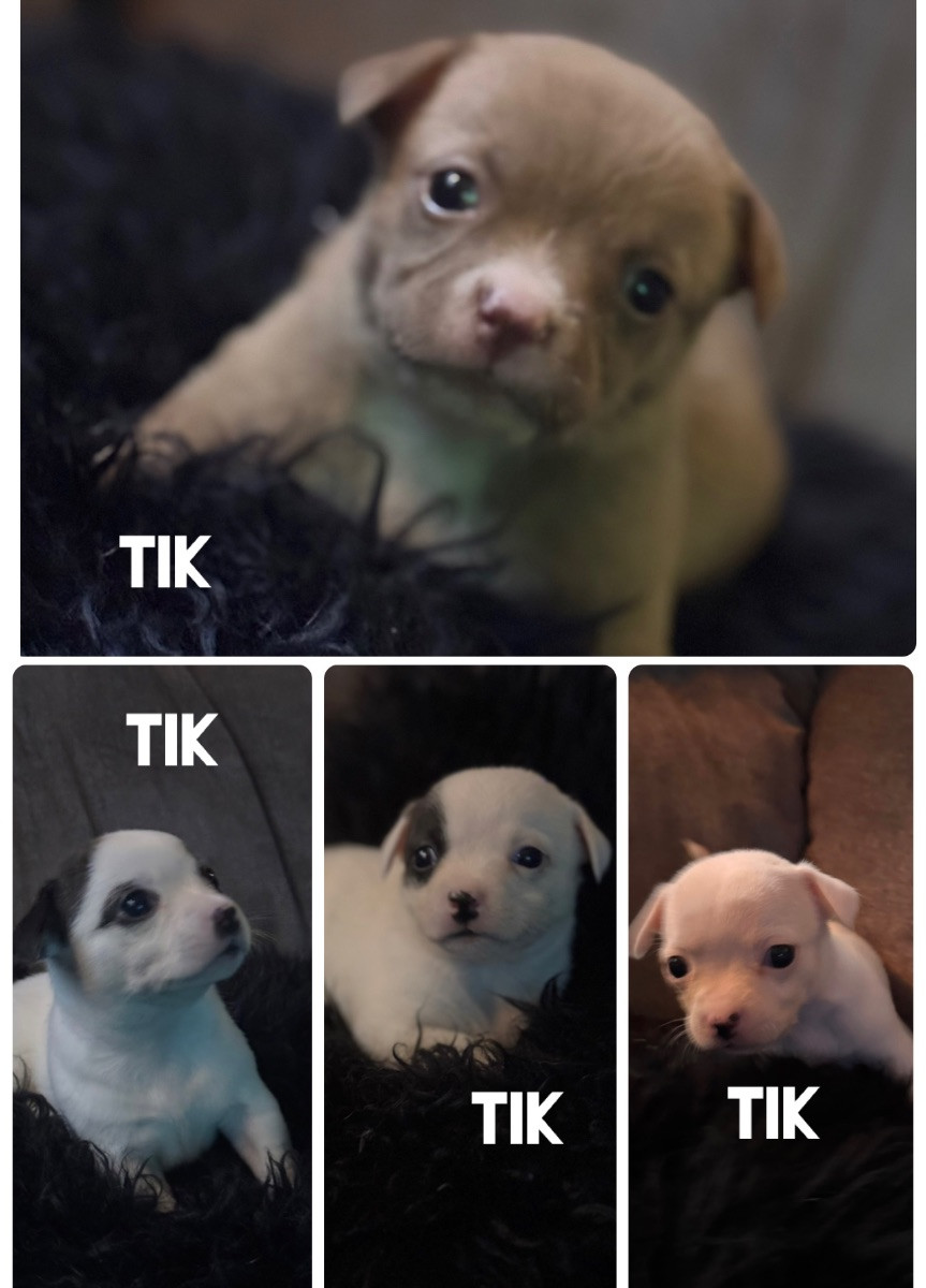 Bully/chihuahua · 2025-11-11 · Trosa · Anette S.