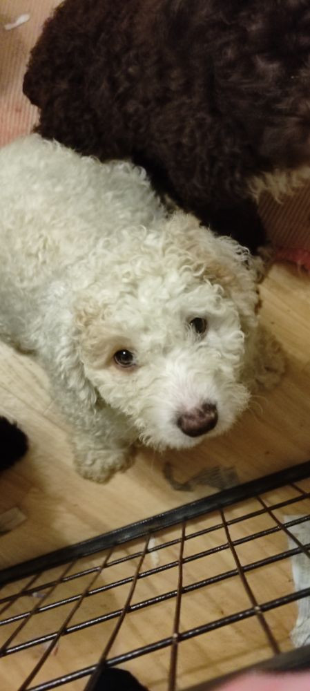 Spanish Water Dog (Perro de Agua Espanol)