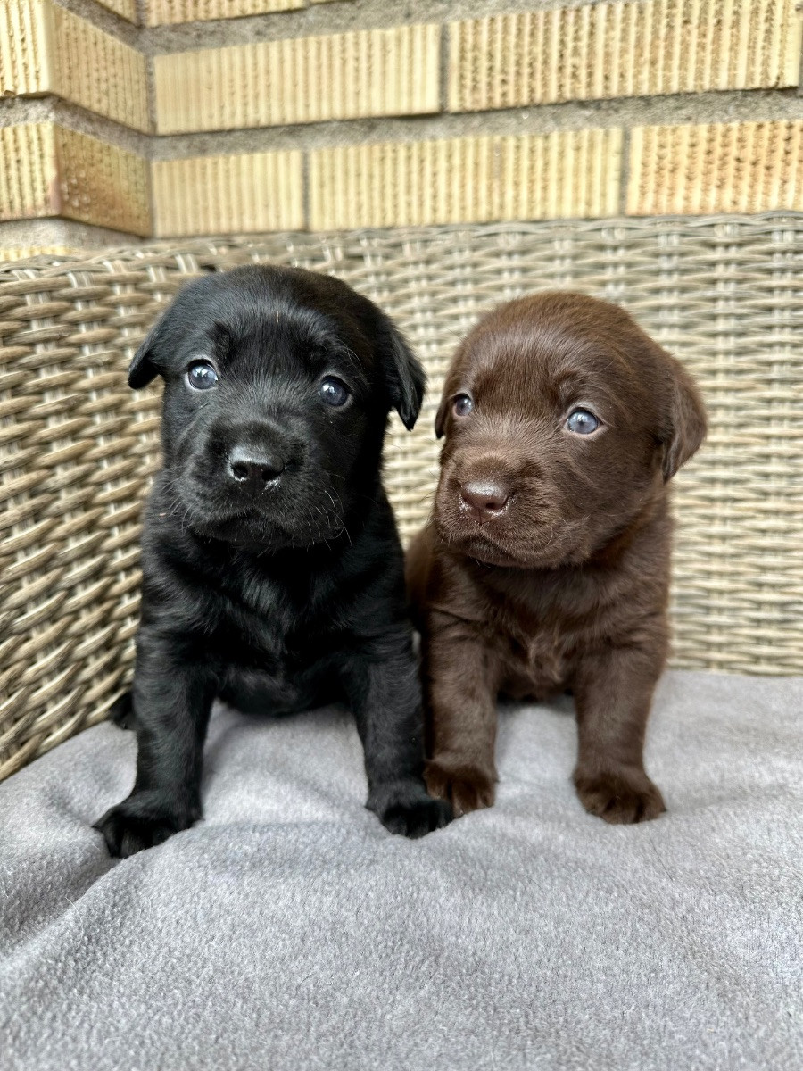 Kennel Eyegrip’s
