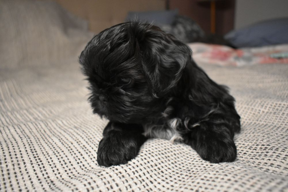 The merry shih-tzu family