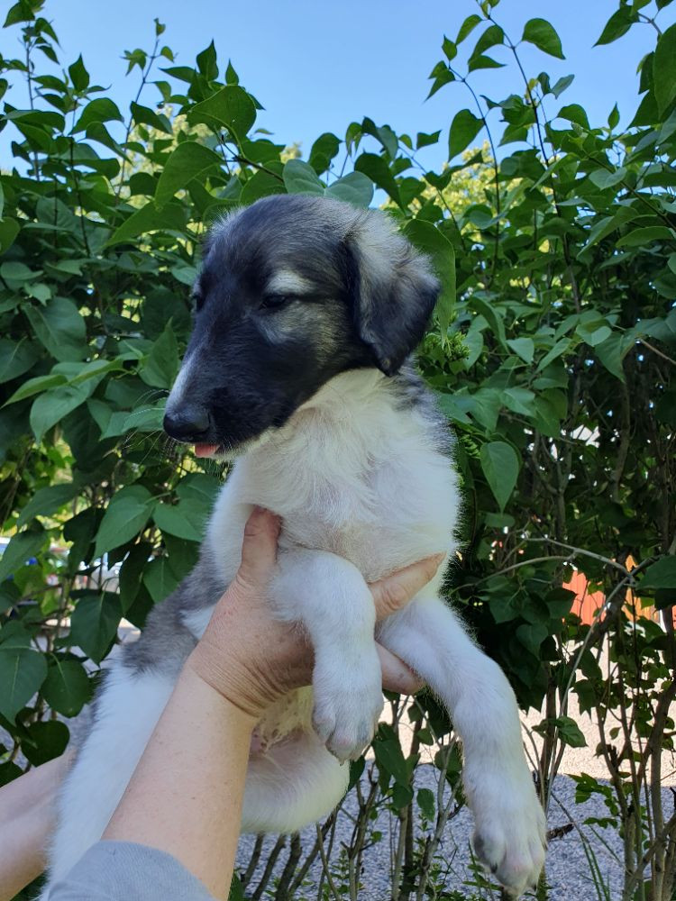 Vargmossens kennel