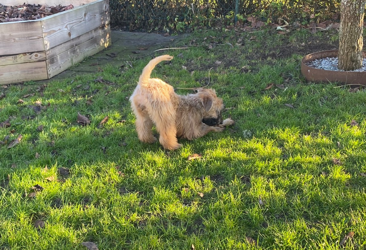 Irish Soft Coated Wheaten Terrier